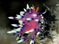 Nudibranch with fringe-like cerata with white and purple tips. Papua New Guinea